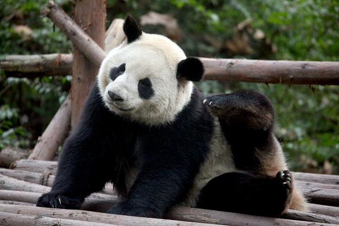 14-Day Small-Group Tour to Beijing, Xi'an, Chengdu, Yangtze, Chongqing, Shanghai - Xi’an: Terracotta Warriors, Big Wild Goose Pagoda, and Tang-era entertainment