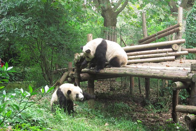 16-Day Private China Essence Tour with Yangtze River Cruise - Quick hits before you commit
