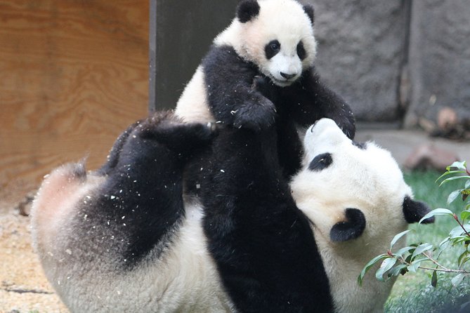 All-inclusive Day Tour: Mutianyu Great Wall & Beijing Panda Zoo with Local Lunch - Lunch near the Wall: local food timing that does not derail the day