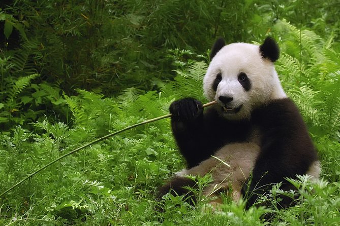 All-inclusive Private Day Trip: Hutongs, Lama Temple & Panda House with Lunch - Pricing and what the $125 actually covers