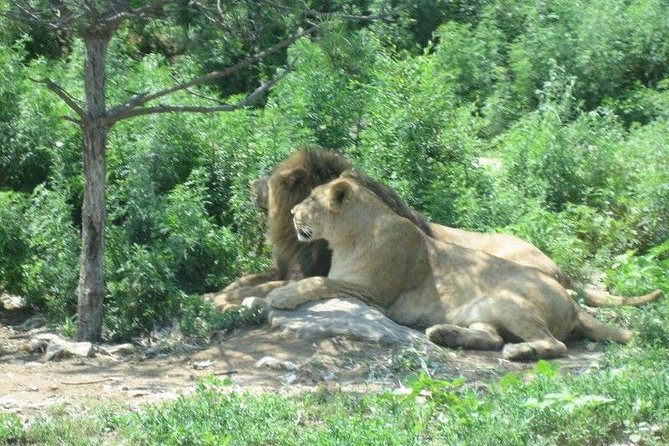 Badaling Wildlife World Private Tour from Beijing - Why This Badaling Wildlife World Tour Works as a Zoo Day