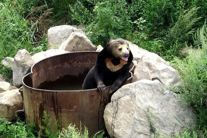Badaling Wildlife World Private Tour from Beijing - What You Can Expect to See: Tigers, Pandas, Giraffes, Kangaroos