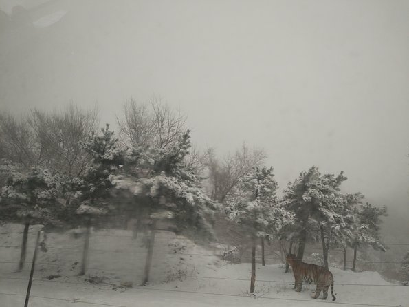 Badaling Wildlife World Private Tour from Beijing - Price, Value, and What You Can Ignore