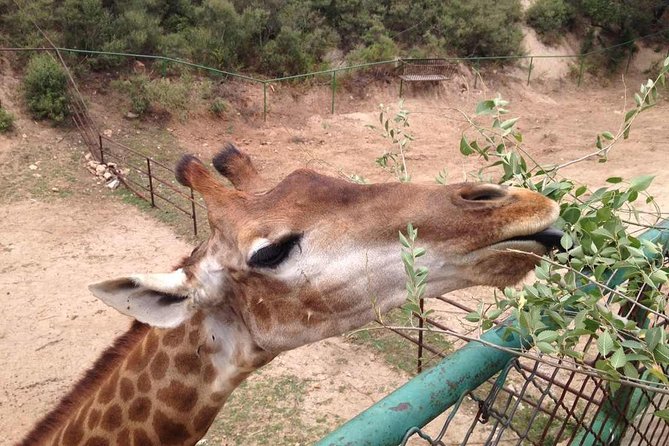 Beijing Badaling Wildlife Park & Juyongguan Great Wall Private Tour - Why Badaling Wildlife Park plus the Great Wall works so well