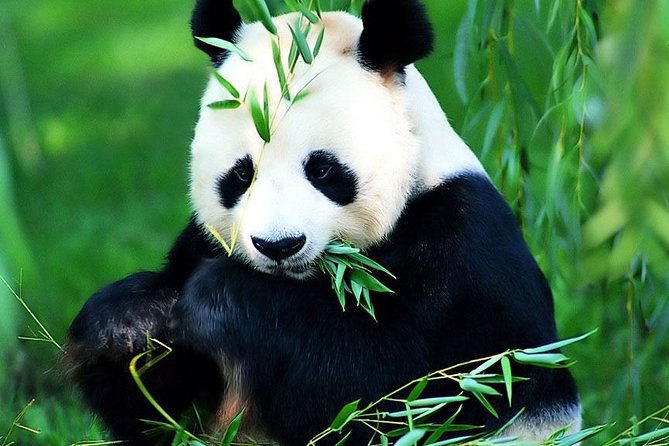 Beijing Historical Tour II including Summer Palace, Lama Temple & Panda Garden - What You Actually See: Lama Temple, Summer Palace Grounds, Panda Garden, and Tianhou Silk Market