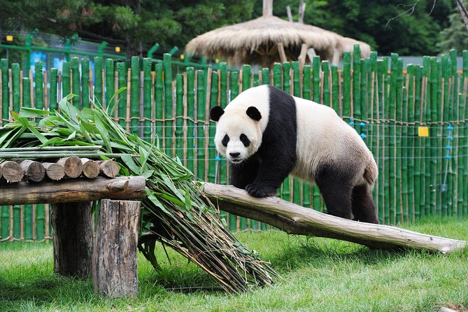 Beijing Historical Tour II including Summer Palace, Lama Temple & Panda Garden - Pickup and Timing: How the 4th Ring Circle Rule Affects Your Morning