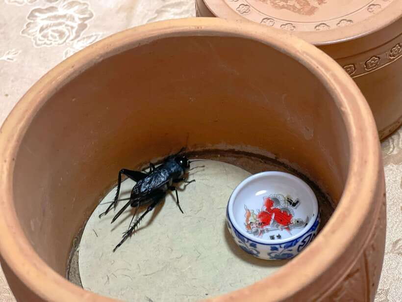 Beijing: Hutongs,Drum Tower & Shichahai Walk /Bike/Food Tour - Entering the real Hutong maze, siheyuan courtyards, and how the guide helps
