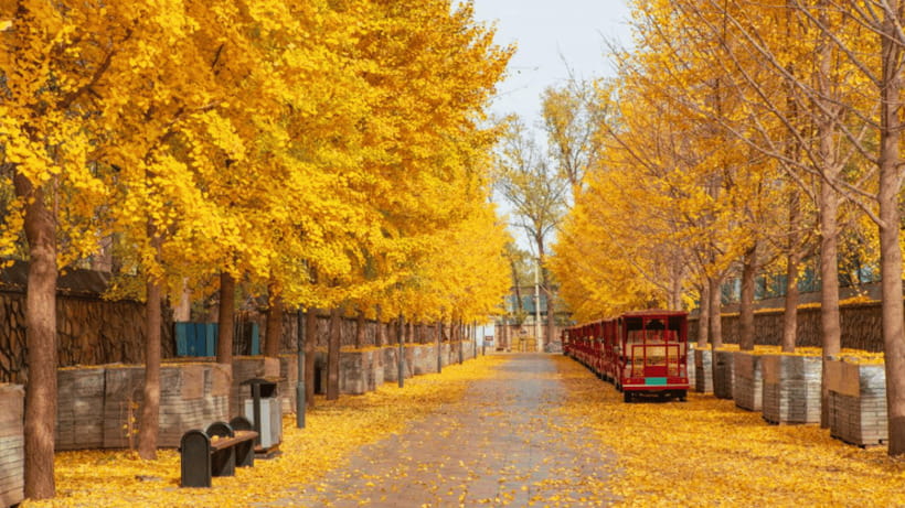 Beijing: Old Summer Palace Ruins Park Admission Ticket - What’s Not Included: European Palaces Scenic Zone and Mondel Exhibition Choices
