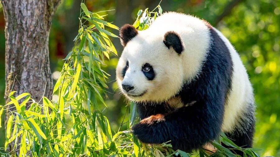 Beijing: Panda House Entry Ticket (Zoo) - Key Things to Know Before You Book