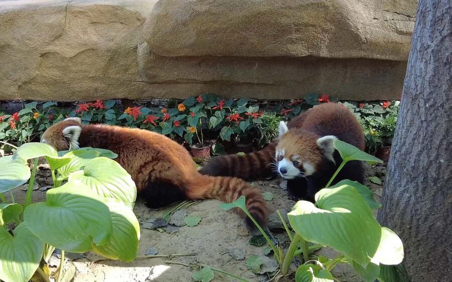 Beijing: Panda House Entry Ticket (Zoo) - How the WhatsApp and Email QR Ticket Flow Works