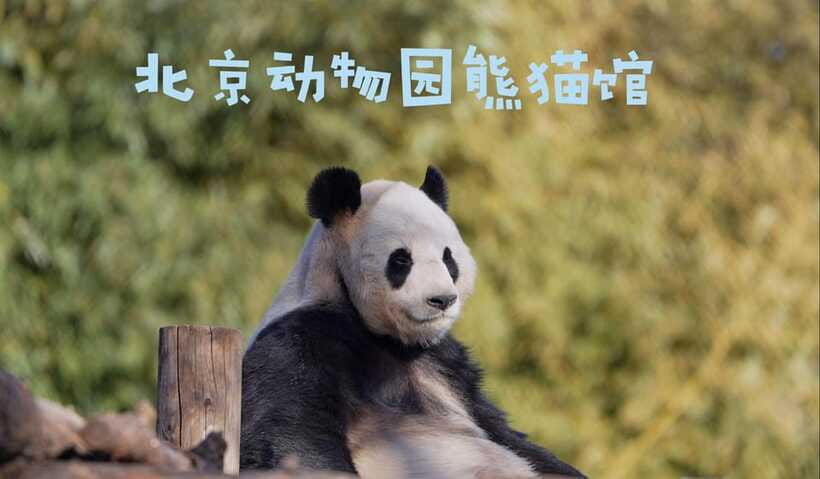 Beijing: Panda House Entry Ticket (Zoo) - Giant Pandas and Golden Snub-Nosed Monkeys: The Main Event