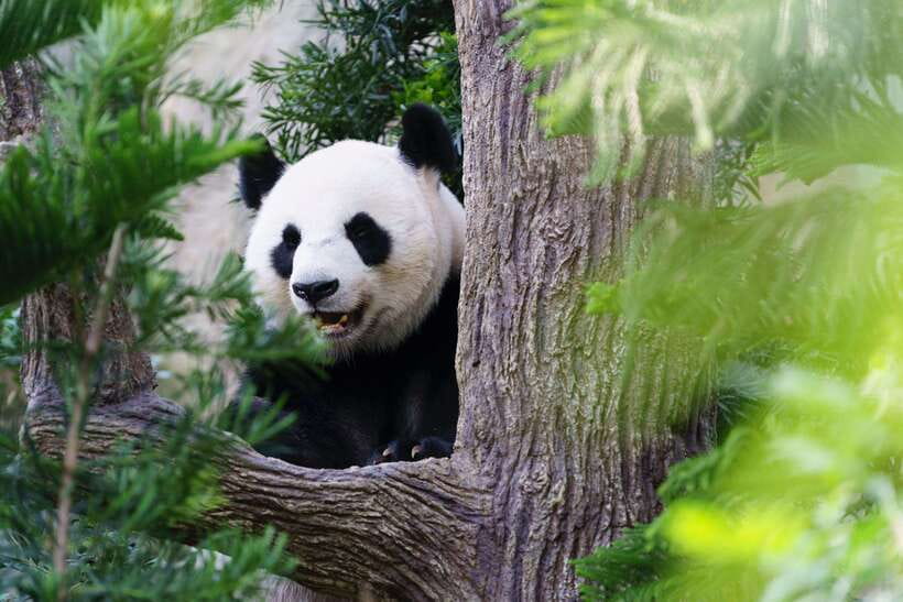 Beijing: Panda House Entry Ticket (Zoo) - Price and Value: Is $13 Worth It?
