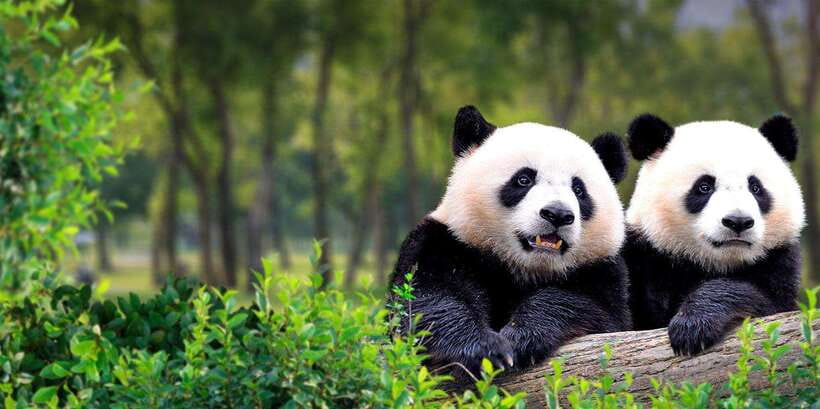 Beijing: Panda House w/Great Wall or City Sites Private Tour - Panda Garden first: why the morning matters