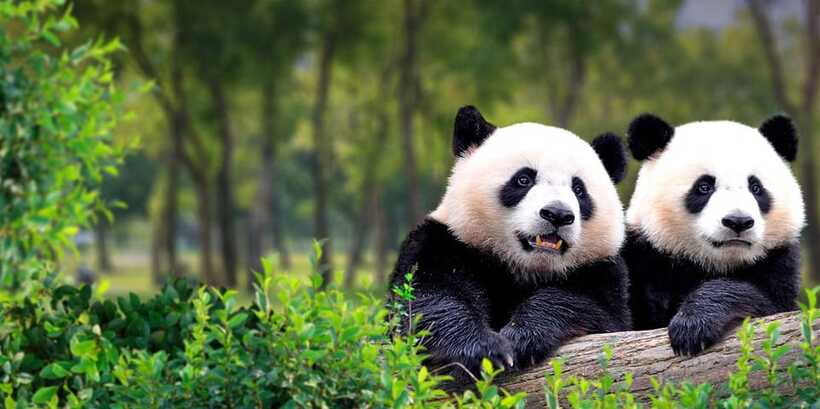 Beijing: Panda House w/Great Wall or City Sites Private Tour - Option 3: Customized Beijing after the pandas, from temples to markets