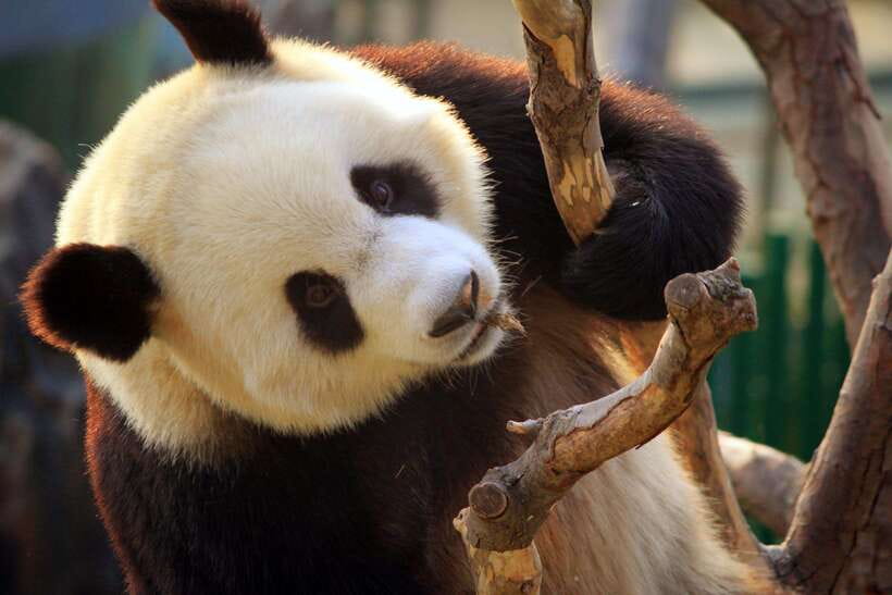 Beijing: Panda House w/Great Wall or City Sites Private Tour - Should you book this Panda House and Beijing highlights tour?