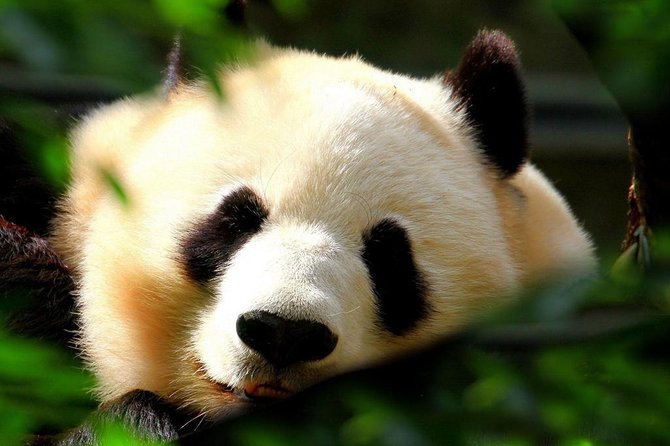 Beijing Private Tour:Mutianyu/Badaling Great Wall and Panda House - Mutianyu vs Badaling Great Wall, and the ride you’ll actually use