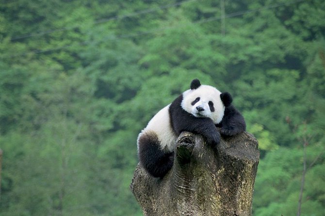 Beijing Private Tour:Mutianyu/Badaling Great Wall and Panda House - The morning Panda House stop at Beijing Zoo (where time feels short)
