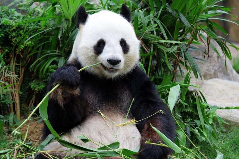 Beijing Private Tour: Summer Palace, Panda House and Options - Quick take before you go