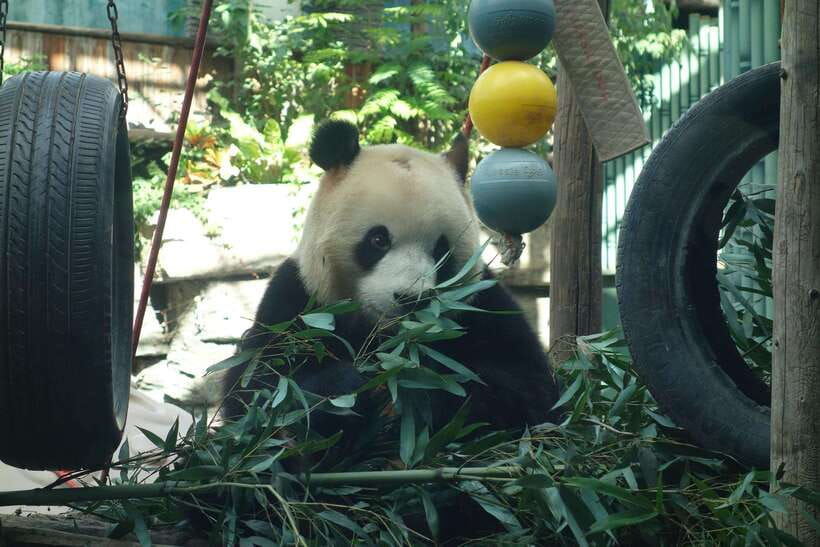 Beijing Private Tour: Summer Palace, Panda House and Options - Getting There Without Stress: Metro vs Private Car Transfers