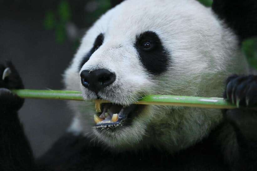 Beijing Private Tour: Summer Palace, Panda House and Options - The Big Add-On Choices: Great Wall, Temple of Heaven, Ming Tombs