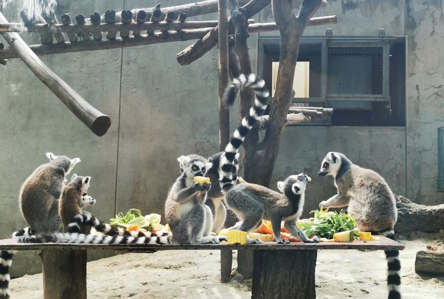 Beijing: Temple of Heaven, Panda House & Summer Palace Tour - Who should book this 8 hour panda and palace day