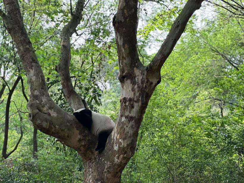 Beijing: The Beijing Zoo Entry Ticket with Pandas - Entering With Passport and the QR Code: the One Detail That Matters