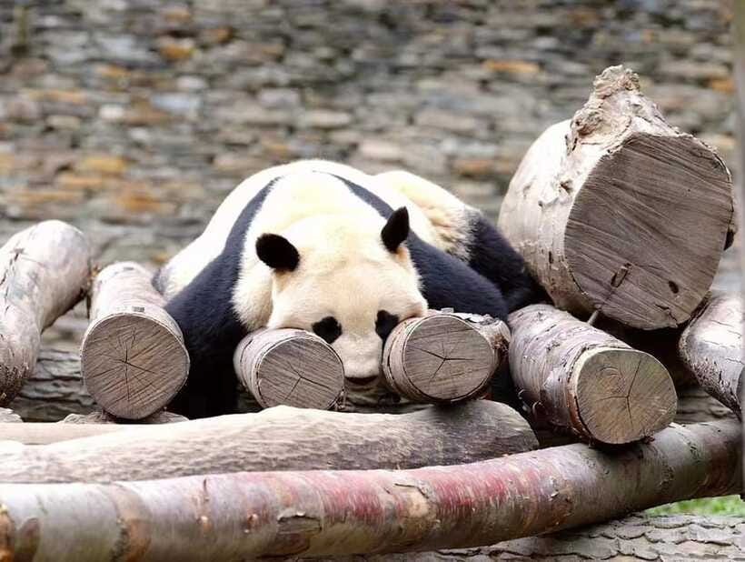 Beijing: The Beijing Zoo Entry Ticket with Pandas - The Ethical Note: animal conditions are not the same for everyone