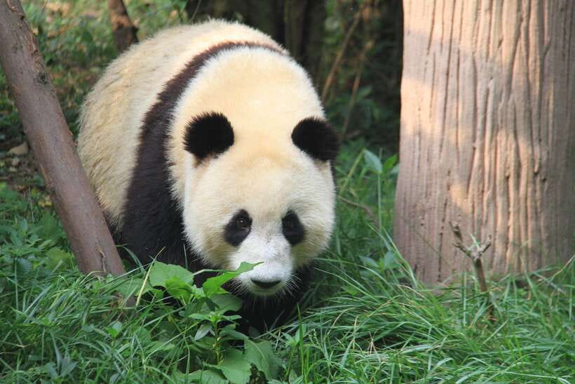 Beijing: The Beijing Zoo Entry Ticket with Pandas - Price and Ticket Value at About $6 Per Person