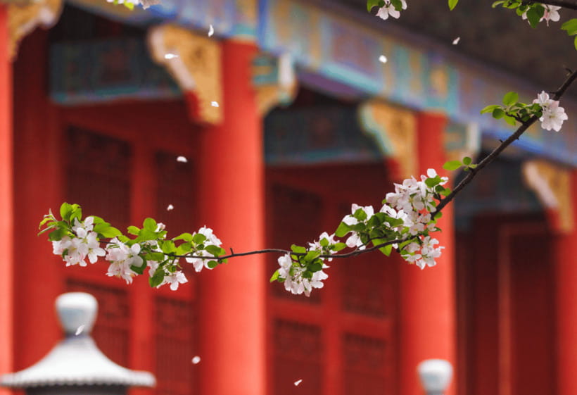 Beijing: Tiananmen Square and Forbidden City Entry Tickets - Who Should Book This Tiananmen and Forbidden City Day?