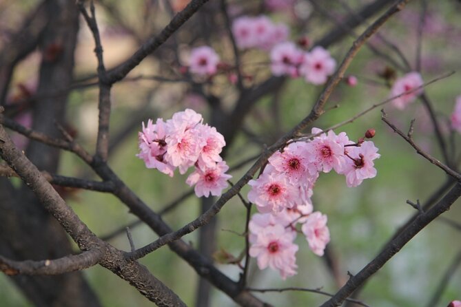 Flower day-trip in Beijing Olympic Forest Park - Key things to know before you go
