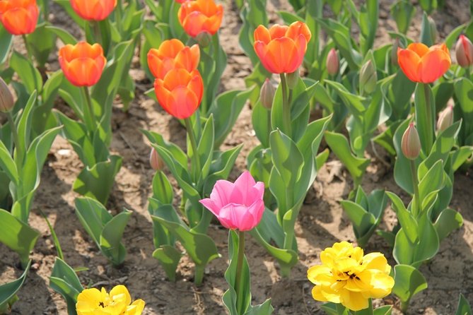 Flower day-trip in Beijing Olympic Forest Park - Price and what you really get for $136 per person