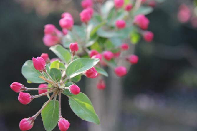 Flower day-trip in Beijing Olympic Forest Park - North Park and South Park: how to use the full day without getting tired