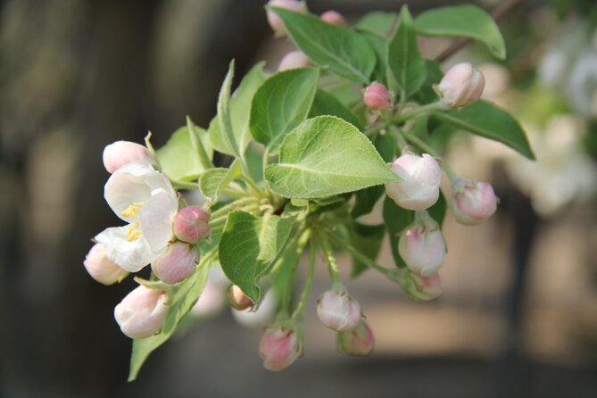 Flower day-trip in Beijing Olympic Forest Park - Flower spotting list: what to expect from cherry blossom to apricot