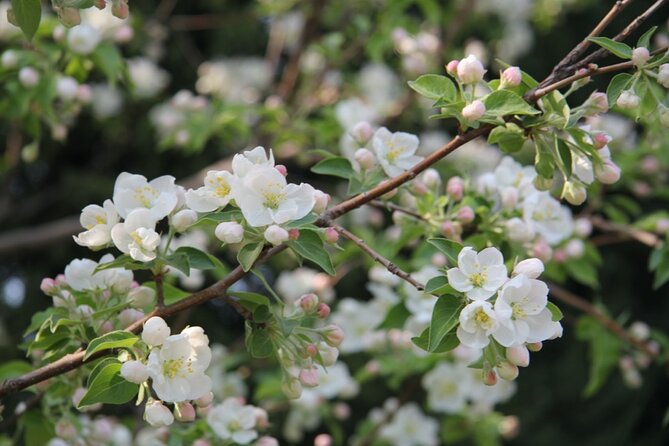 Flower day-trip in Beijing Olympic Forest Park - Optional Olympic Stadiums: Bird’s Nest and Water Cube if you want more than flowers