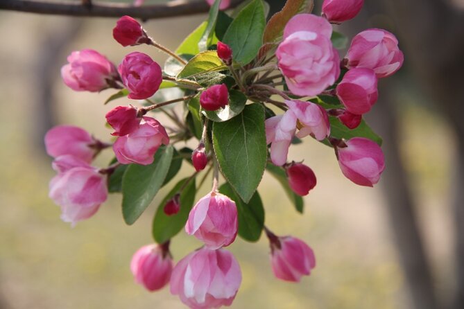Flower day-trip in Beijing Olympic Forest Park - Getting the most out of a guided, private park day