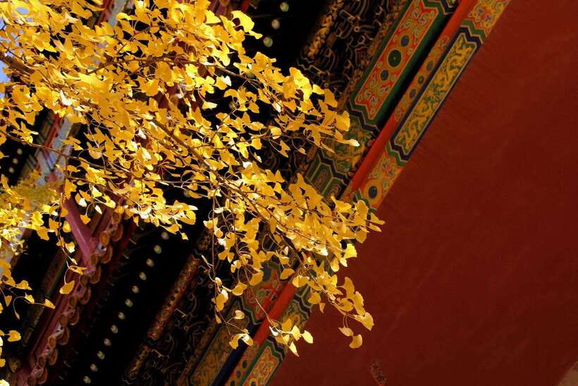 Forbidden City Of Beijing Tickets Booking And Other Option - Inside the Forbidden City: what the layout is teaching you