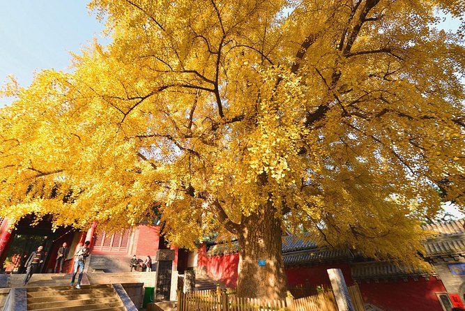 Private Day Tour to Shaolin Temple from Beijing by Bullet Train with Kungfu Show - Pagoda Forest of Shaolin Temple: 240 Tomb Pagodas You Can Actually See