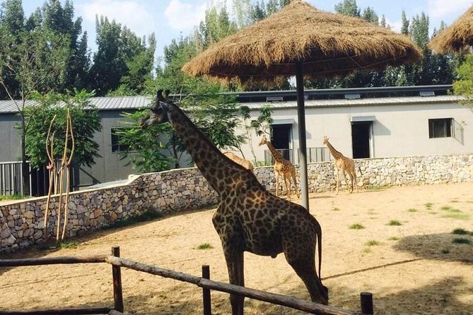 Private Full-Day Beijing Wildlife Park Tour - Beijing Wildlife Park from your hotel: less hassle, more animal time