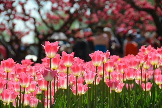 Private Garden Tour: The Summer Palace and Beijing Botanical Garden - Lunch break and what to pack for an 8-hour day