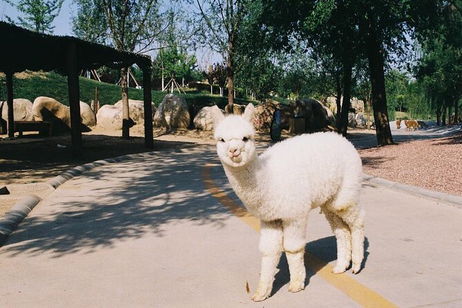 Private Transfer to Beijing Wildlife Park with Self-driving Ride Inside - Key things to know before you go