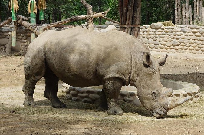 Private Transfer to Beijing Wildlife Park with Self-driving Ride Inside - After the safari, walk the park for closer animal time
