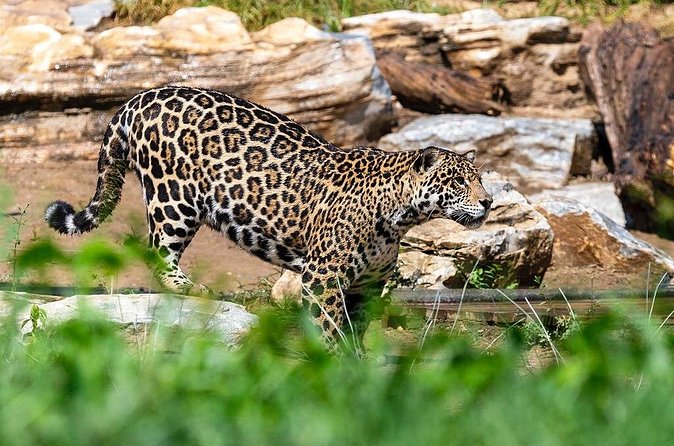 Private Transfer to Beijing Wildlife Park with Self-driving Ride Inside - How the 7 to 8 hours play out without feeling rushed