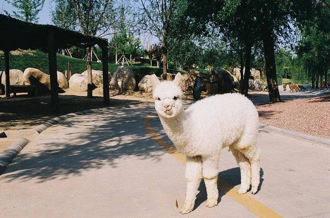 Private Transfer to Beijing Wildlife Park with Self-driving Ride Inside - Who this private safari transfer fits best